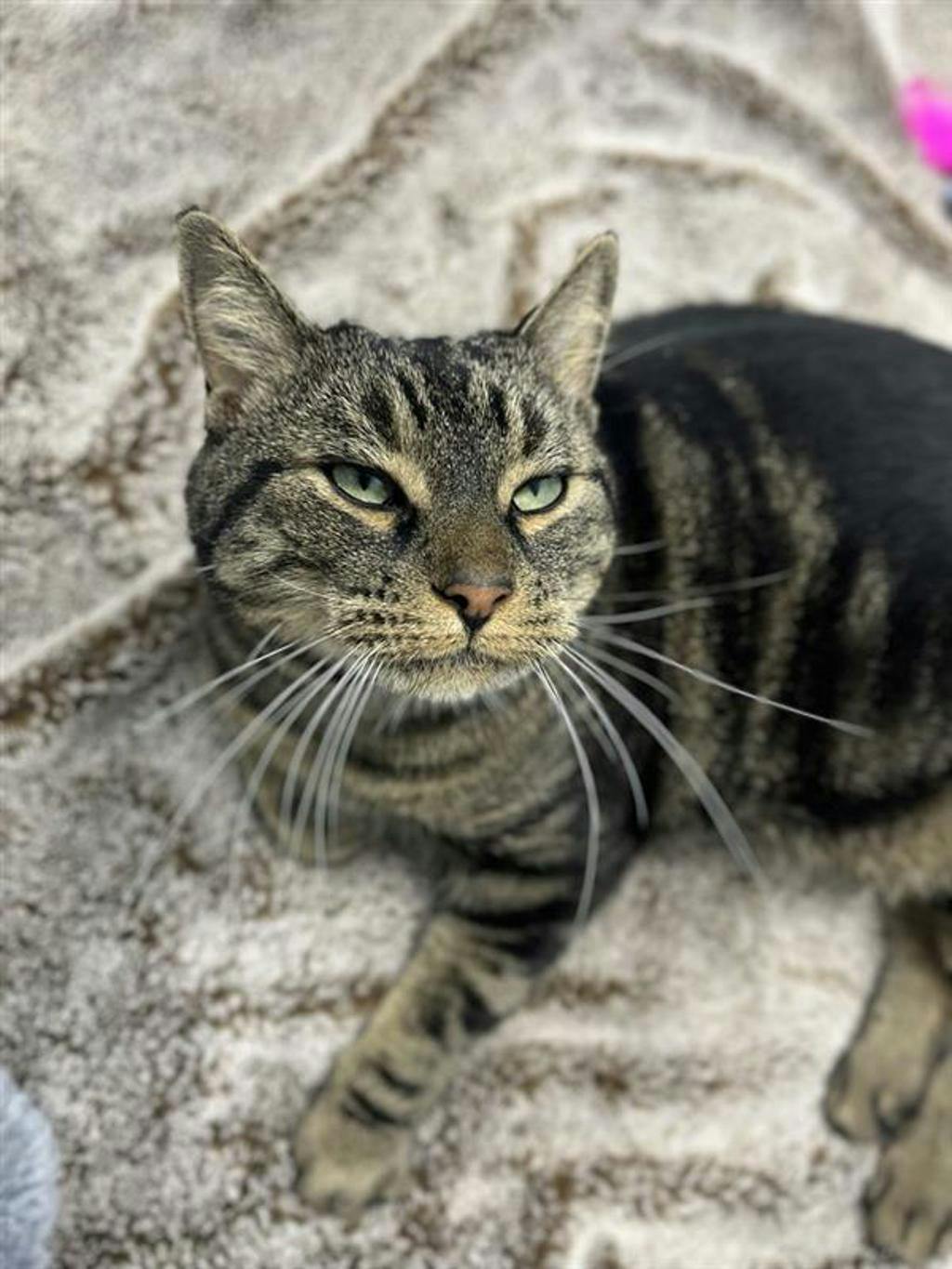 Saaya, a 7 years and 5 months old Brown Tabby Male Domestic Short Hair Cat