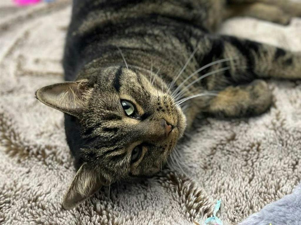 Saaya, a 7 years and 5 months old Brown Tabby Male Domestic Short Hair Cat