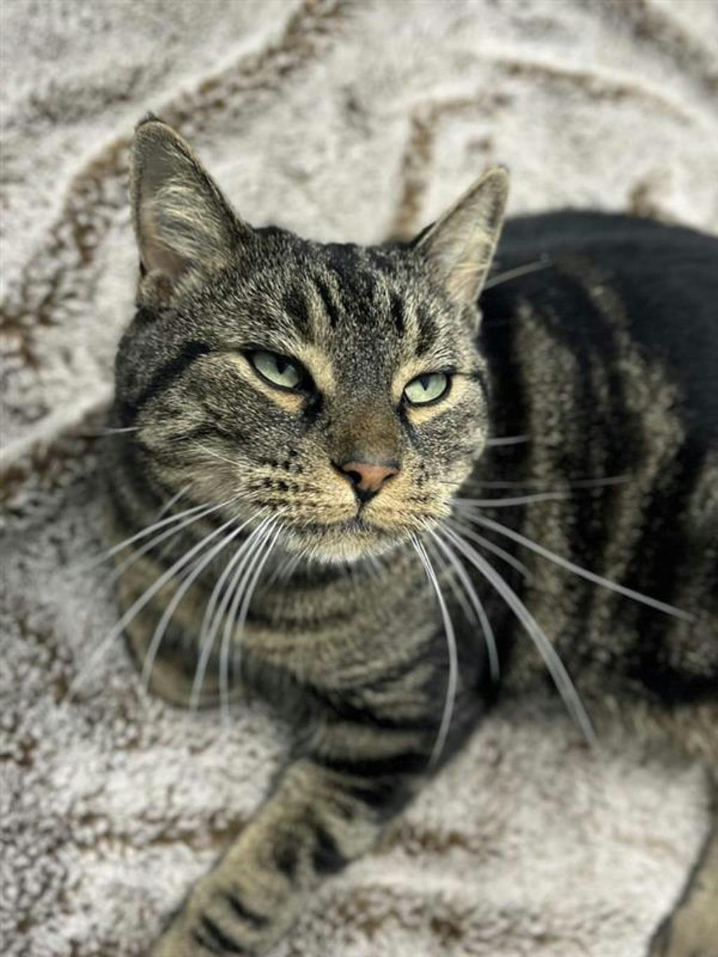 Saaya, a 7 years and 5 months old Brown Tabby Male Domestic Short Hair Cat