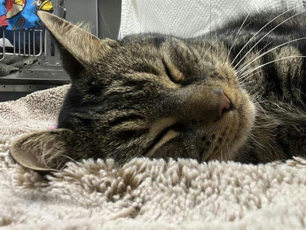 Saaya, a 7 years and 5 months old Brown Tabby Male Domestic Short Hair Cat