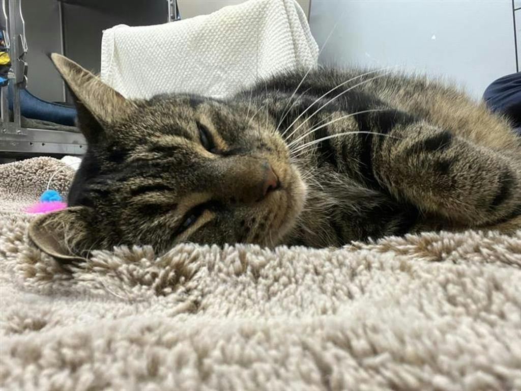 Saaya, a 7 years and 5 months old Brown Tabby Male Domestic Short Hair Cat