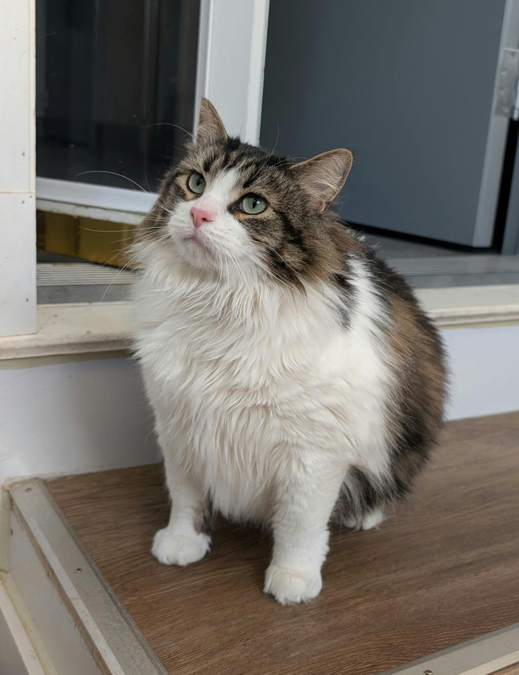 Ginny (bean) Image