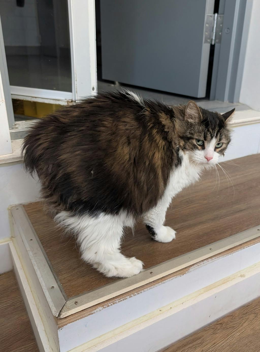 Ginny (bean) Image