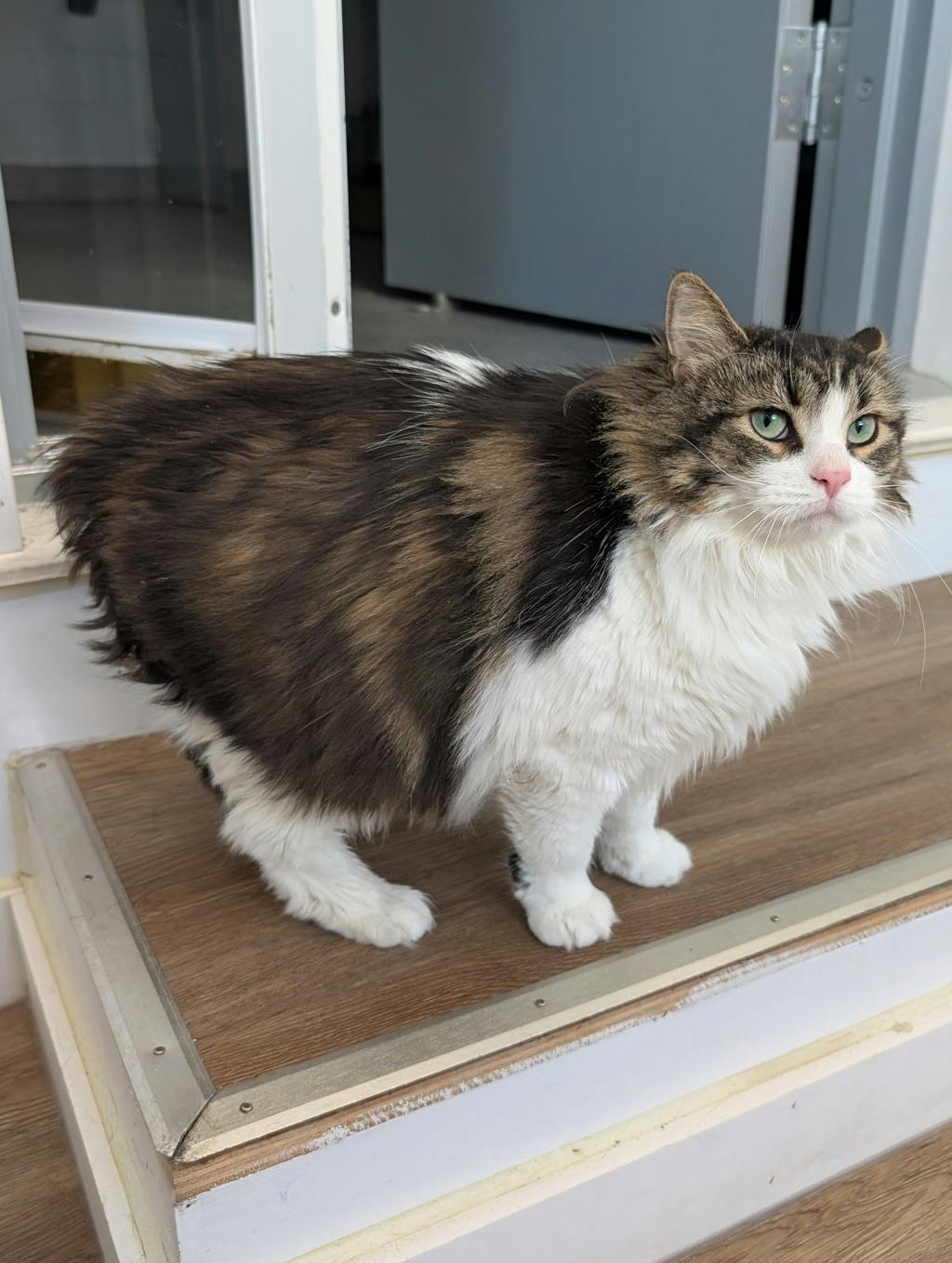 Ginny (bean) Image