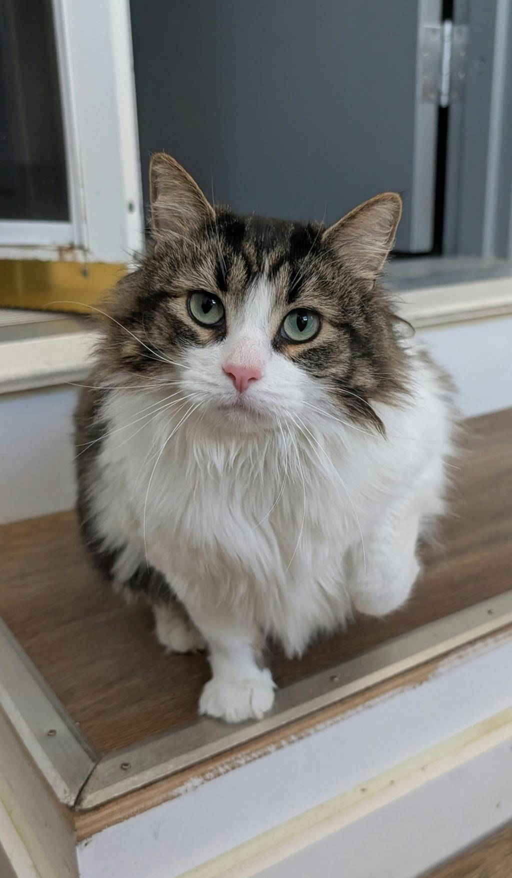 Ginny (bean) Image