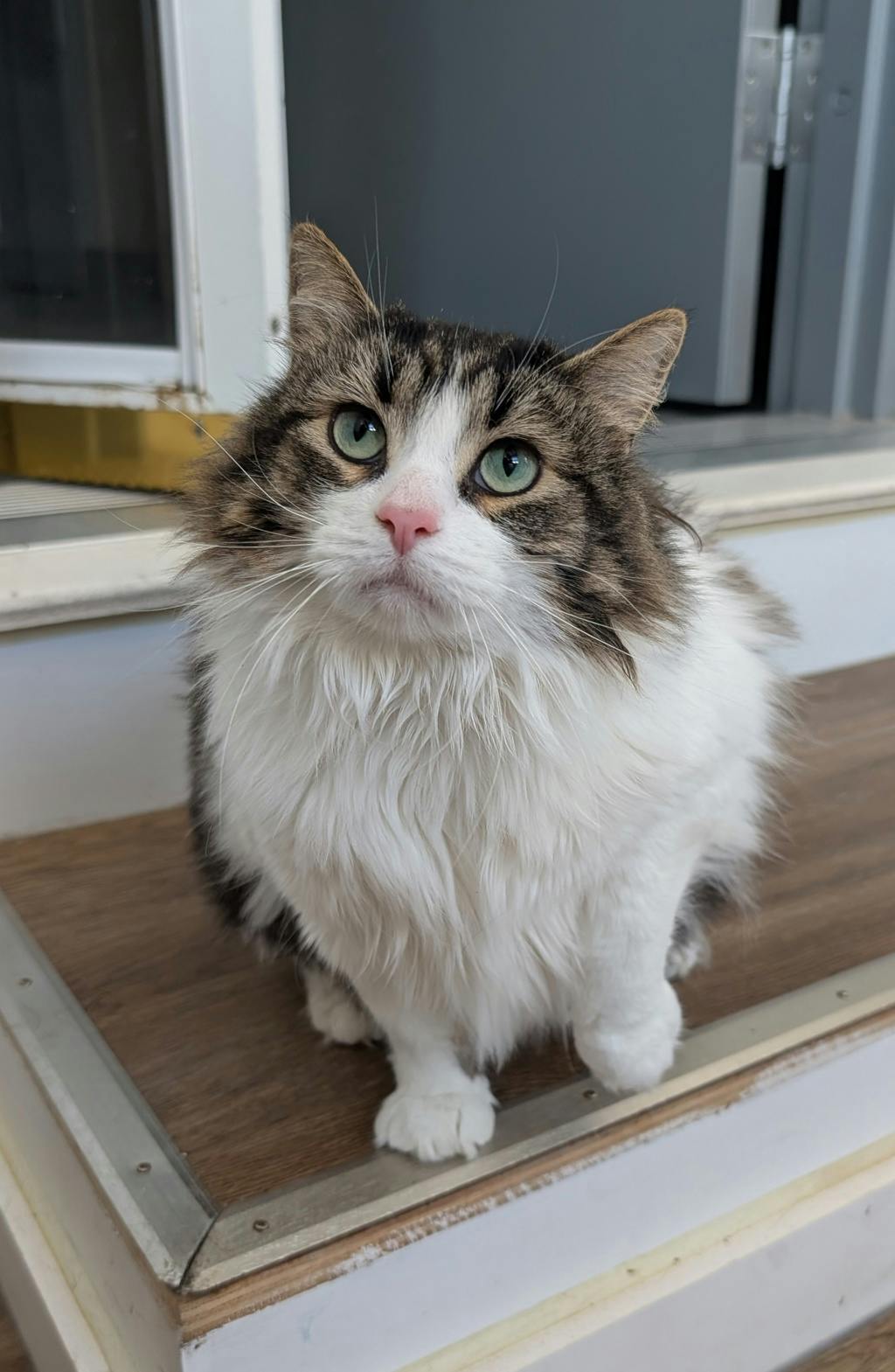 Ginny (bean) Image