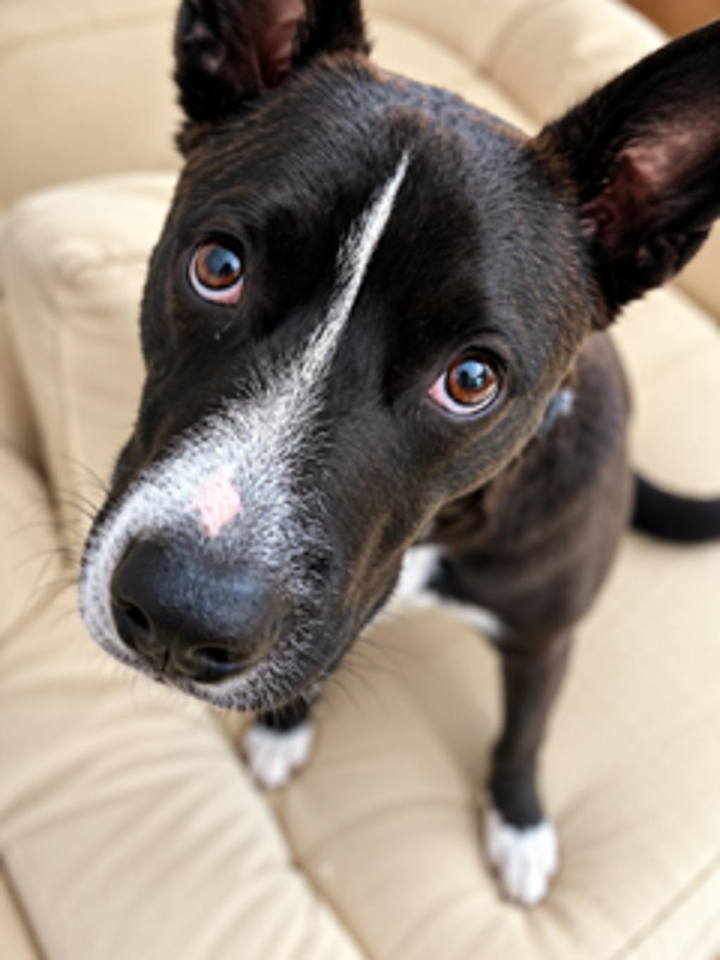 Luna, a 1 year and 4 months old Black Female Boxer Dog