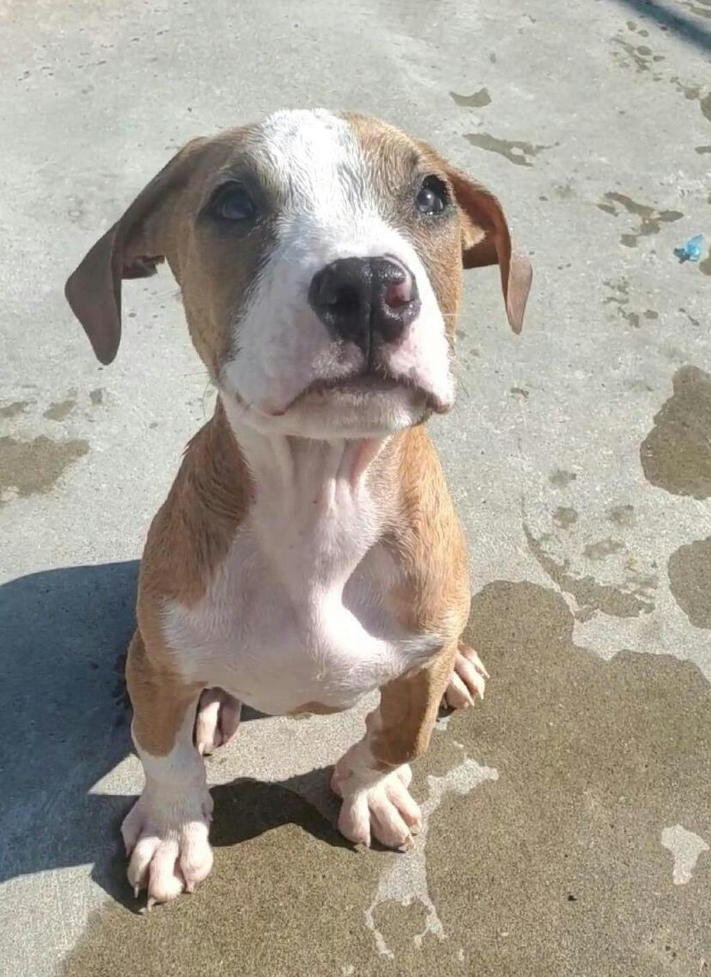 Brisket, a 1 year and 2 months old Tan Male American Bulldog Dog