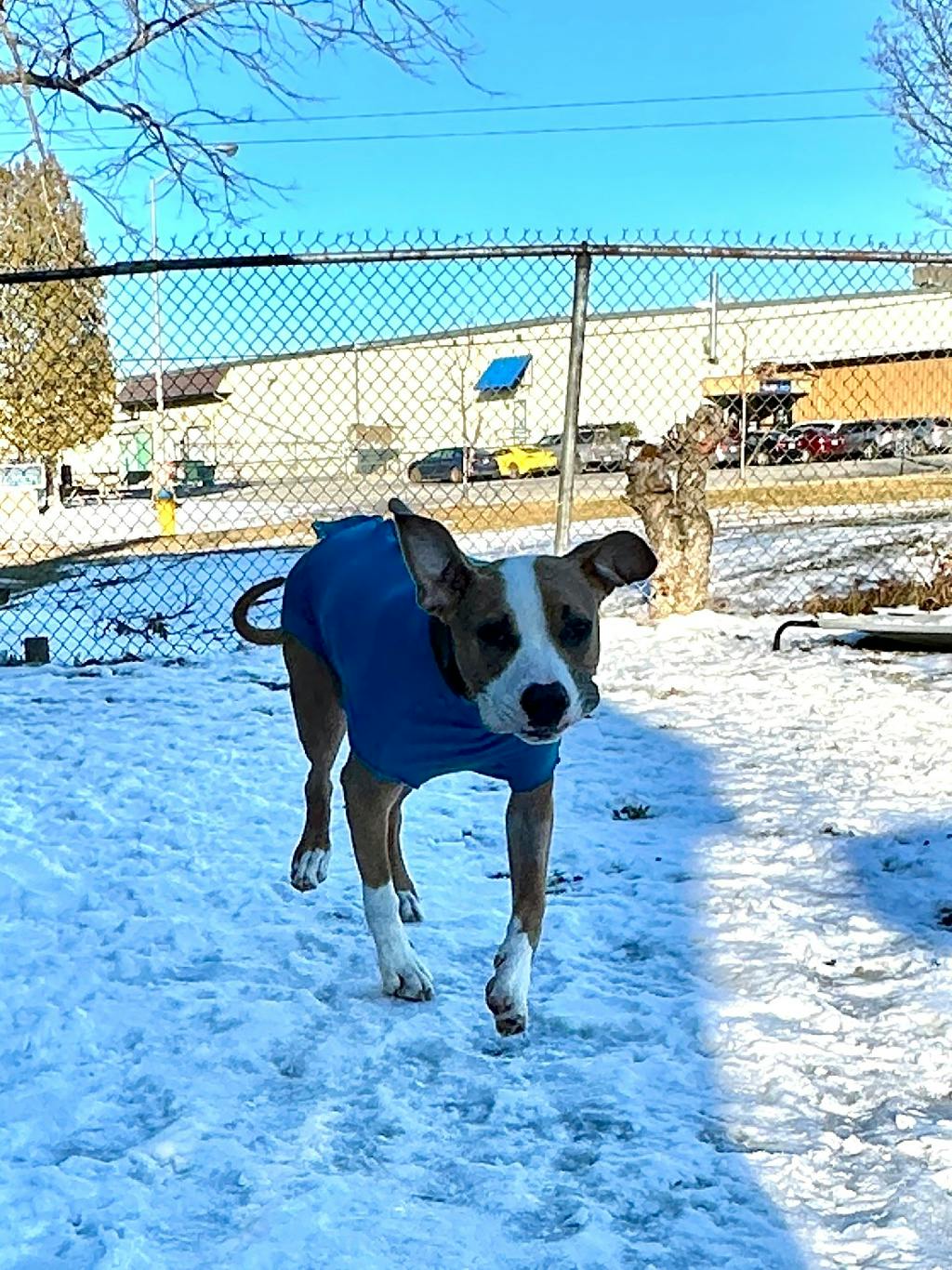 Brisket, a 1 year and 2 months old Tan Male American Bulldog Dog