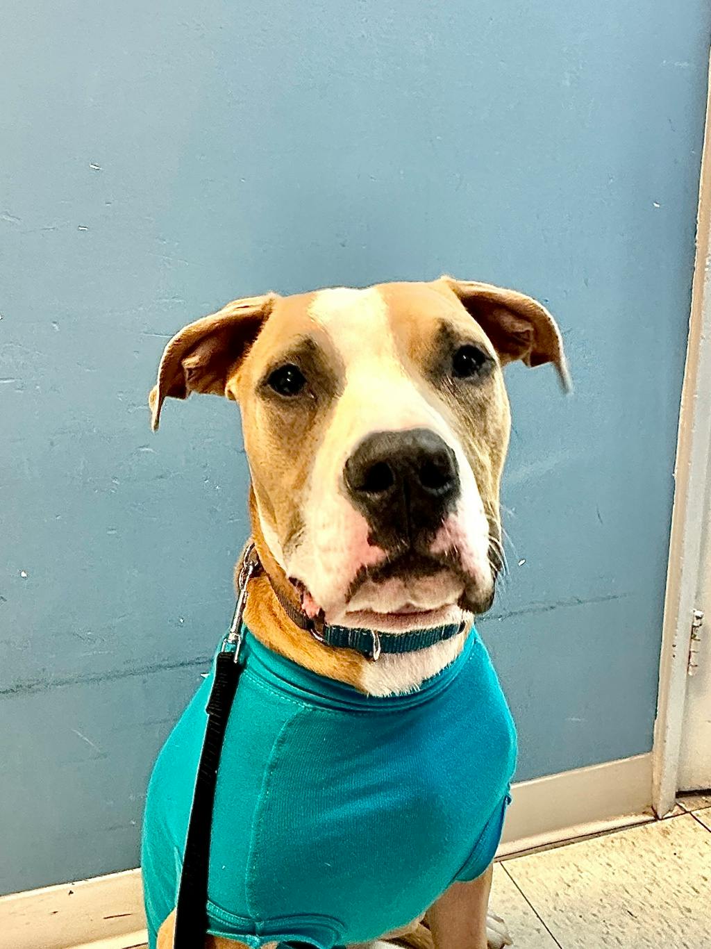 Brisket, a 1 year and 2 months old Tan Male American Bulldog Dog