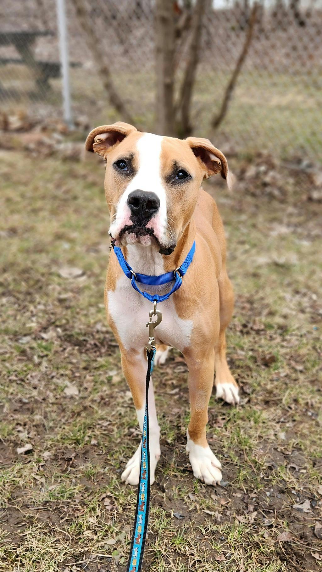 Brisket, a 1 year and 2 months old Tan Male American Bulldog Dog