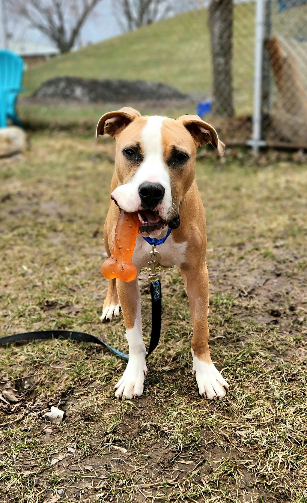 Brisket, a 1 year and 2 months old Tan Male American Bulldog Dog