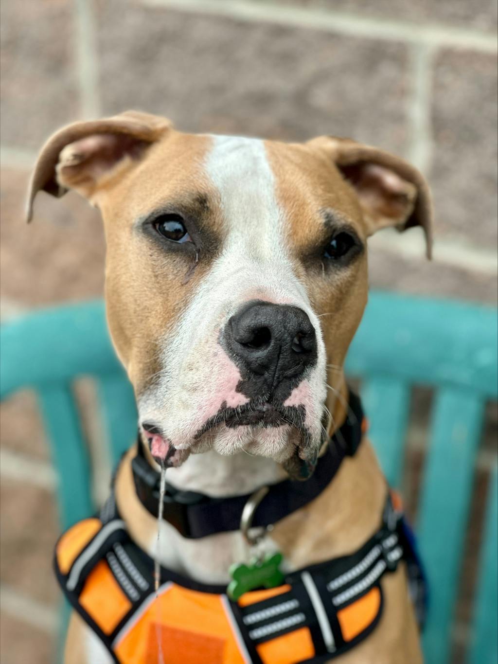 Brisket, a 1 year and 2 months old Tan Male American Bulldog Dog