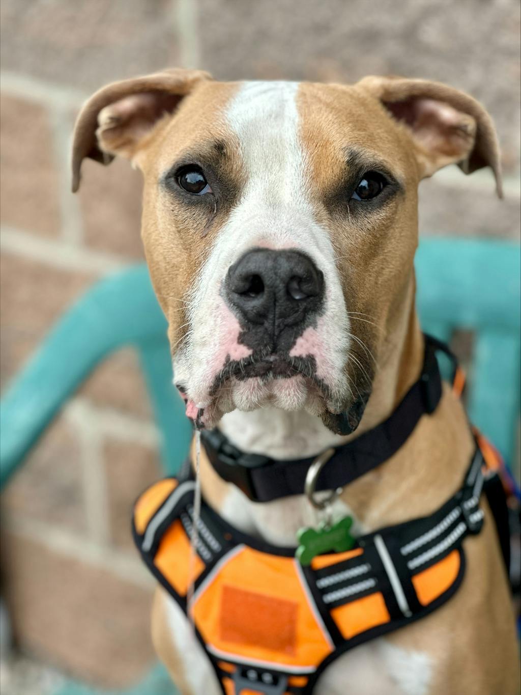 Brisket, a 1 year and 2 months old Tan Male American Bulldog Dog