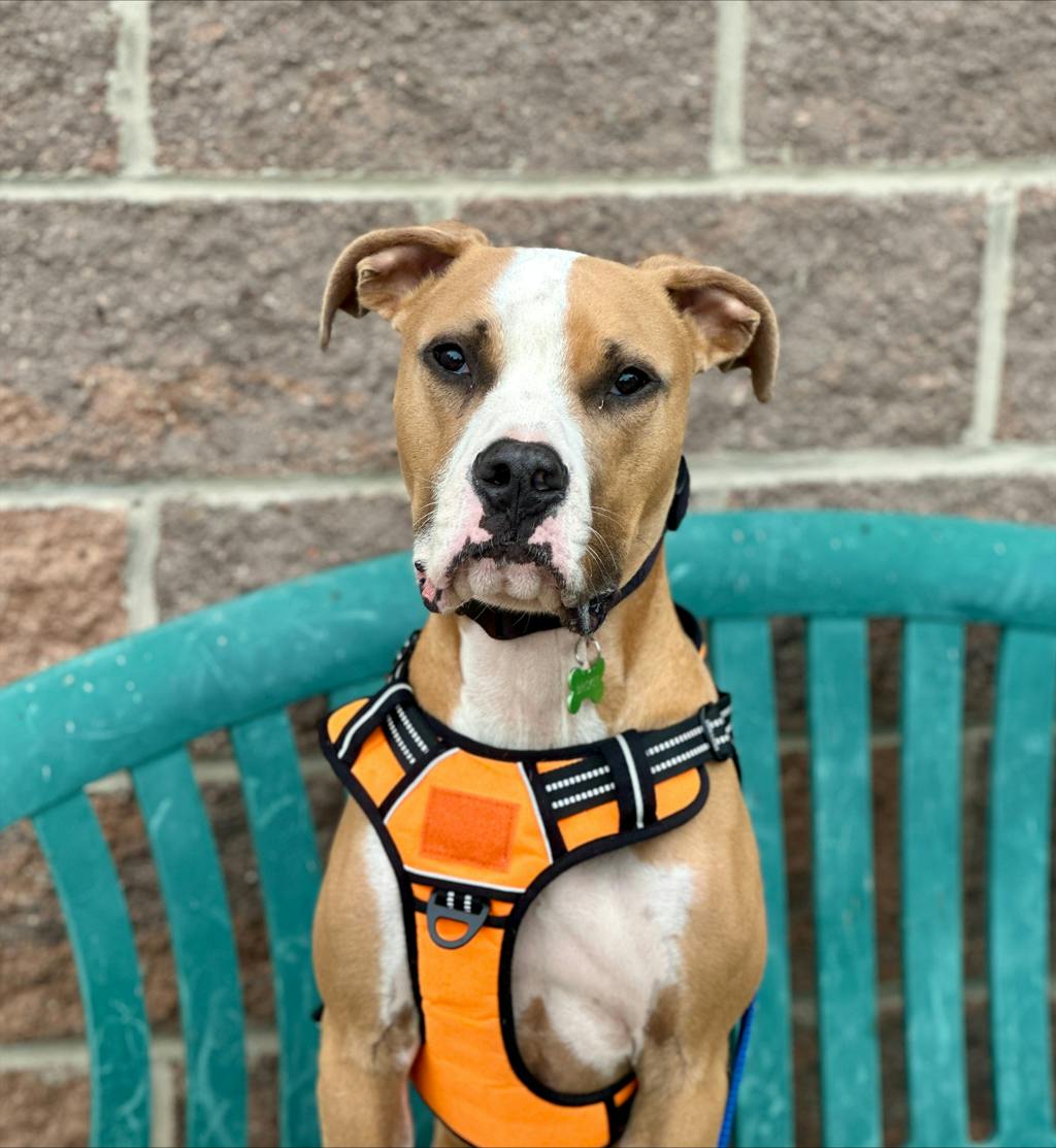 Brisket, a 1 year and 2 months old Tan Male American Bulldog Dog