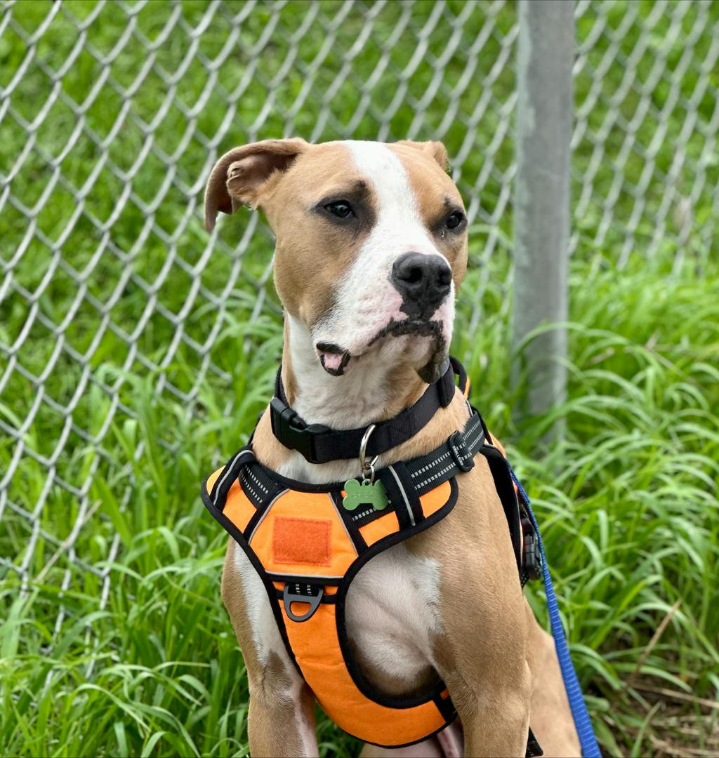 Brisket, a 1 year and 2 months old Tan Male American Bulldog Dog