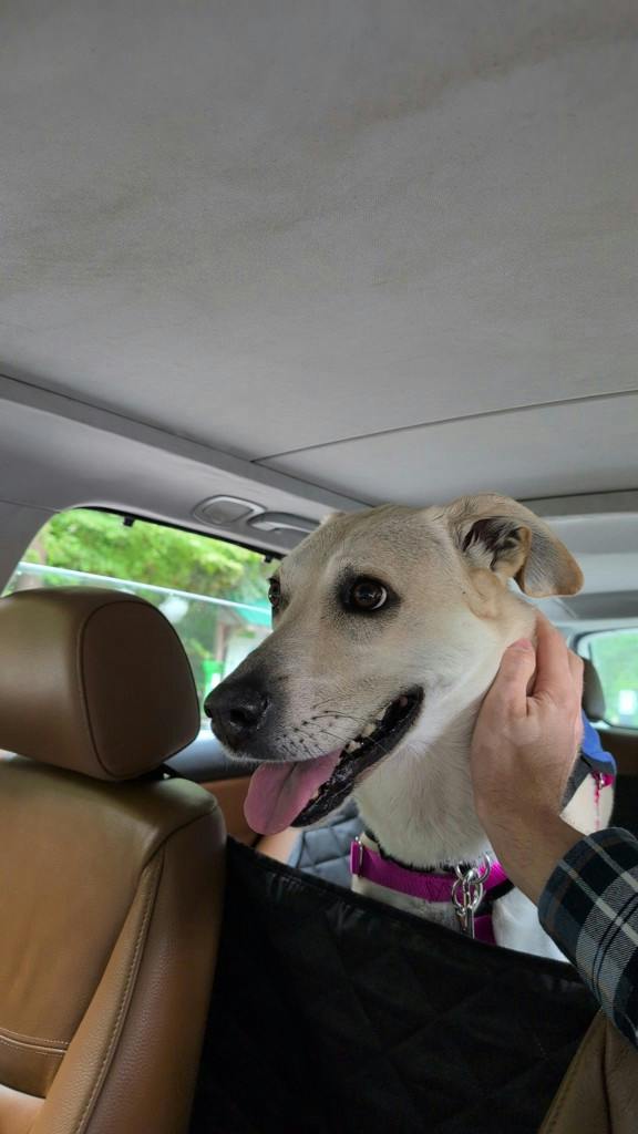 Juno, a 5 years and 1 month old Tan Female Mixed Breed, Medium (up to 44 lbs fully grown) Dog