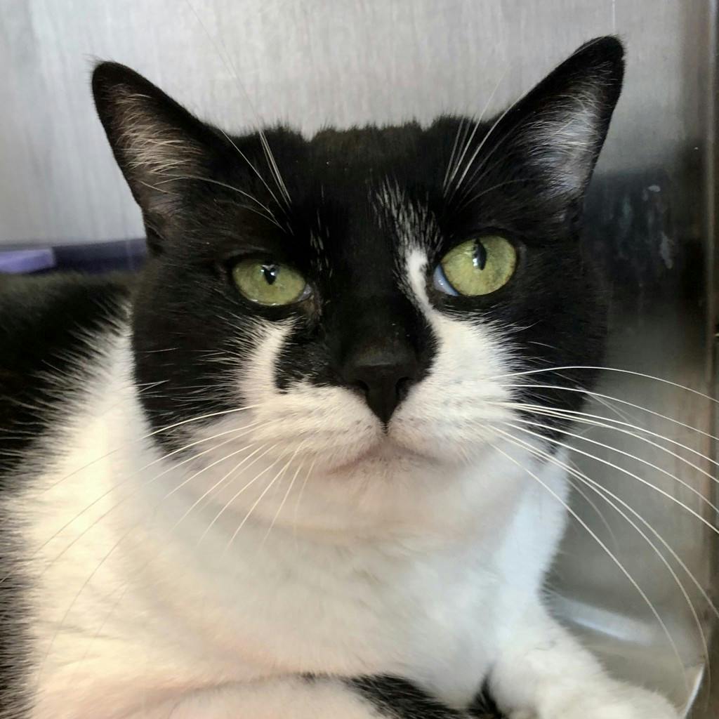 Coco, a 10 years and 1 month old Black Female Domestic Short Hair Cat