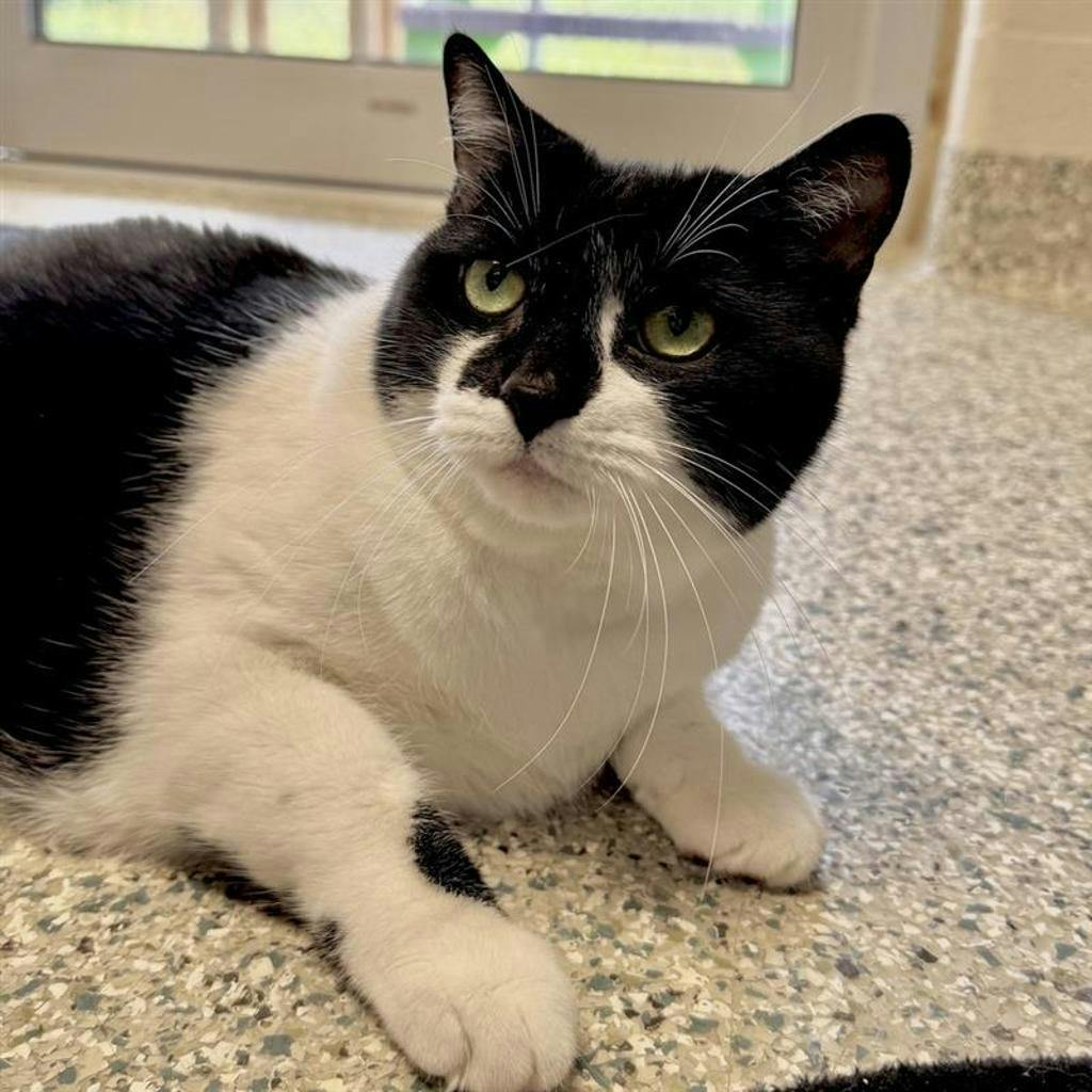 Coco, a 10 years and 1 month old Black Female Domestic Short Hair Cat