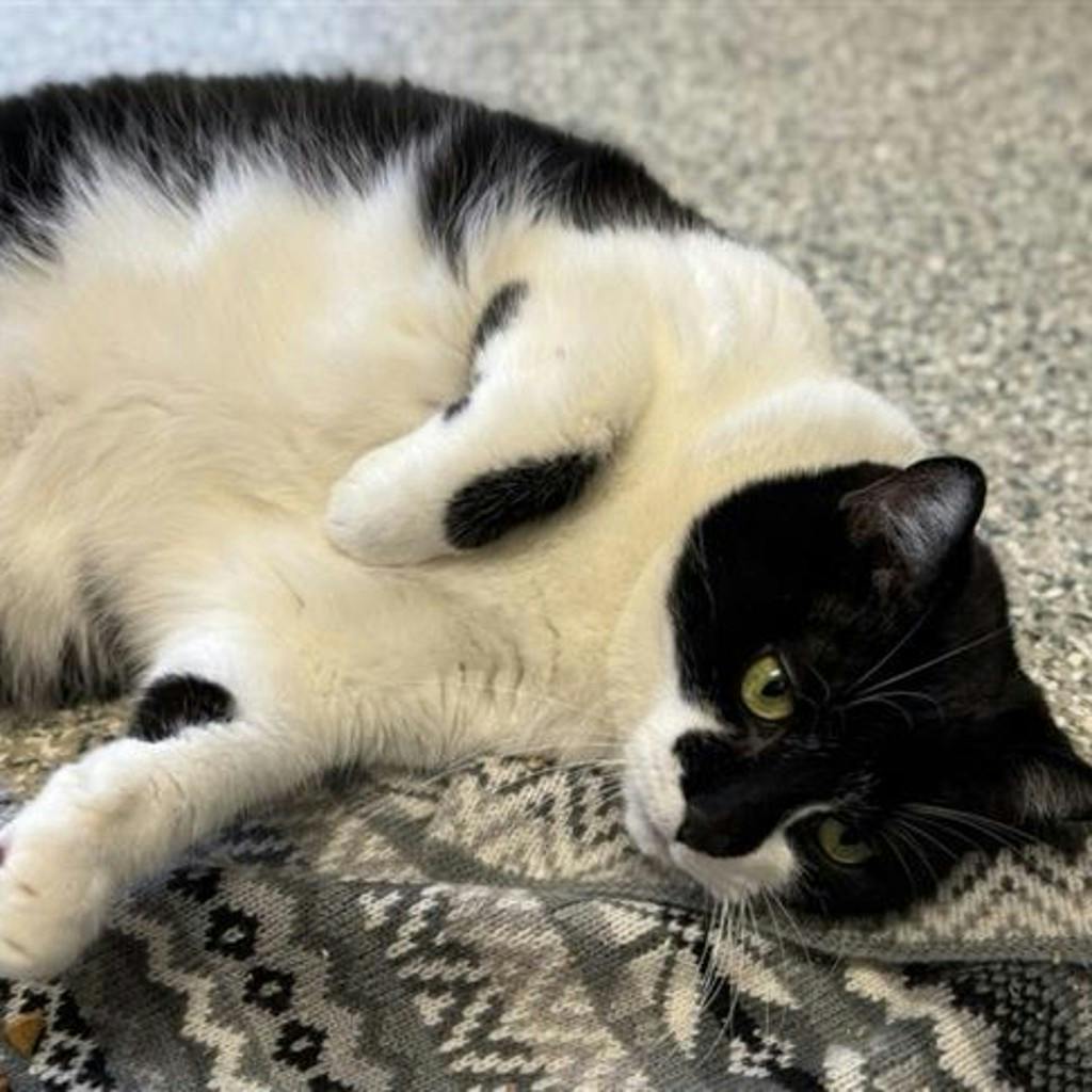 Coco, a 10 years and 1 month old Black Female Domestic Short Hair Cat