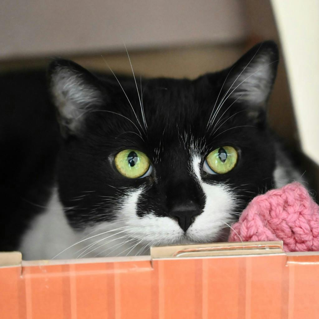 Coco, a 10 years and 1 month old Black Female Domestic Short Hair Cat