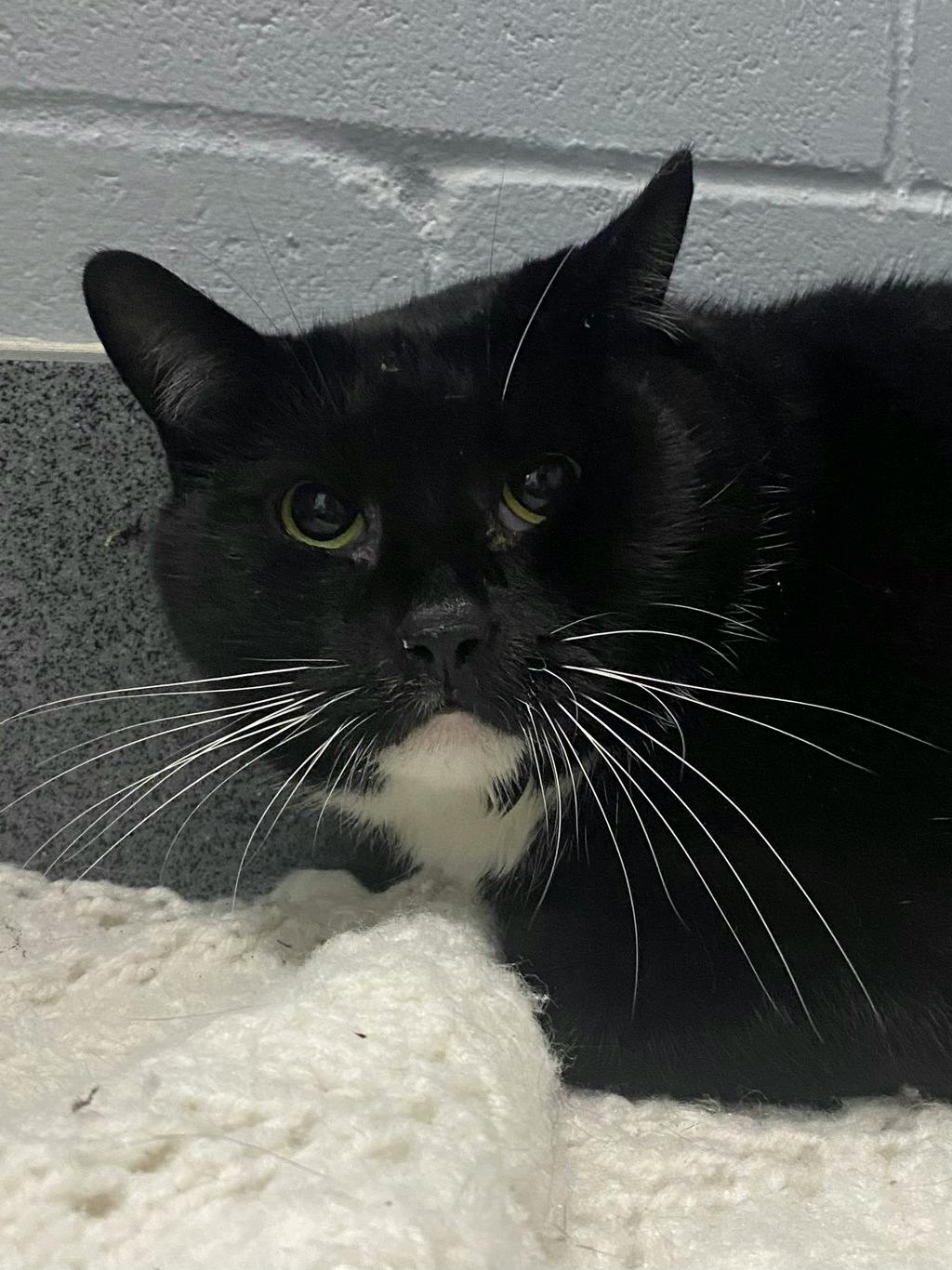 Goober, a 8 years and 1 month old Black Male Domestic Short Hair Cat