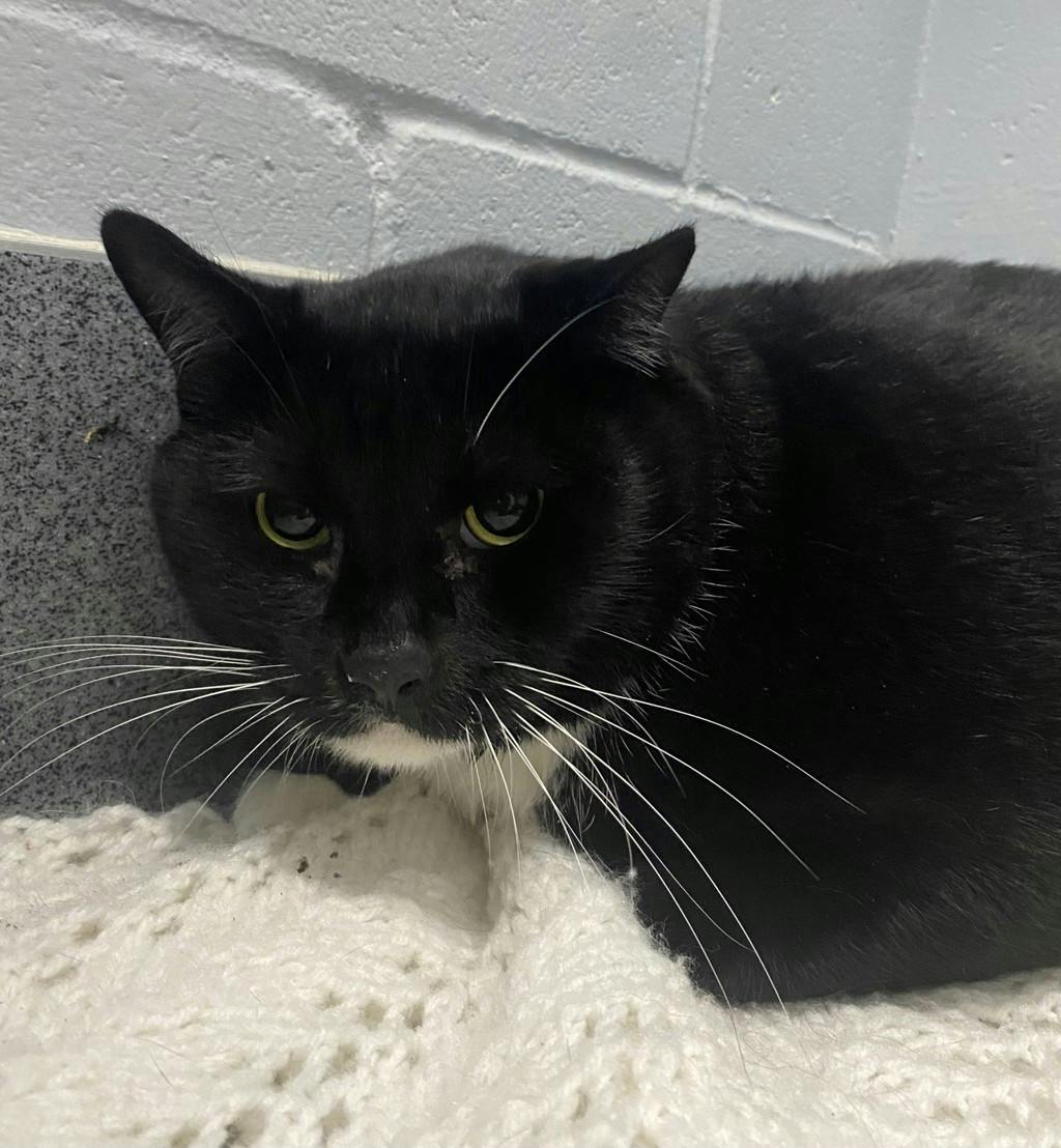 Goober, a 8 years and 1 month old Black Male Domestic Short Hair Cat