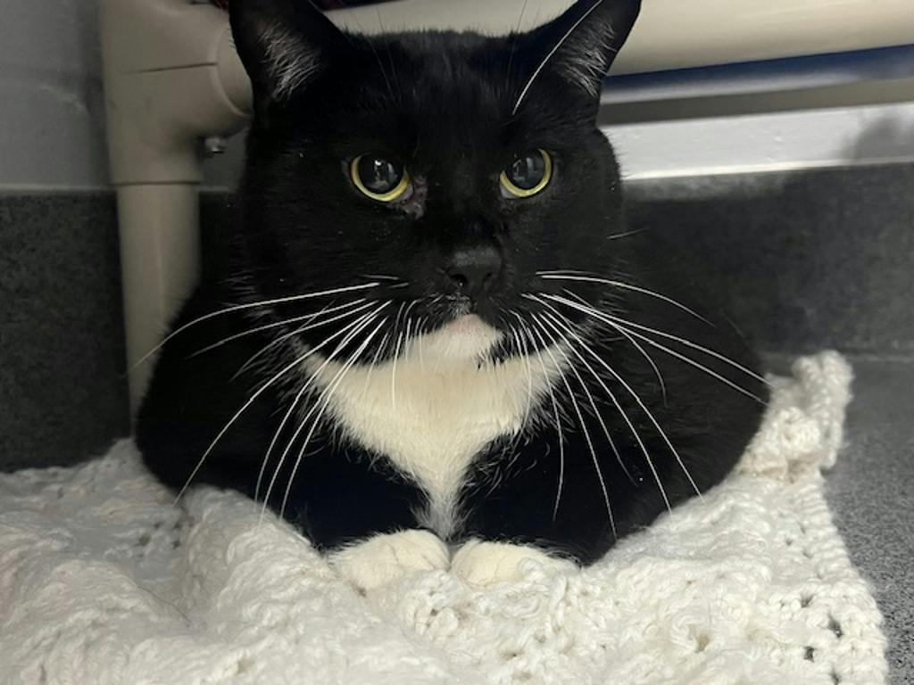 Goober, a 8 years and 1 month old Black Male Domestic Short Hair Cat