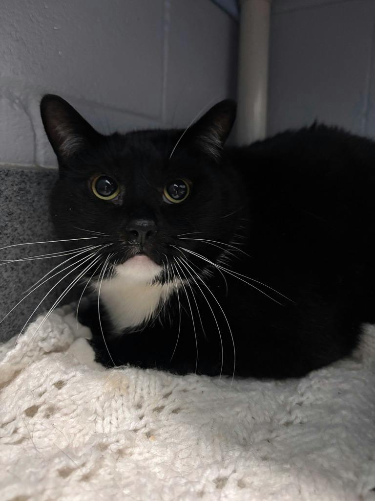 Goober, a 8 years and 1 month old Black Male Domestic Short Hair Cat