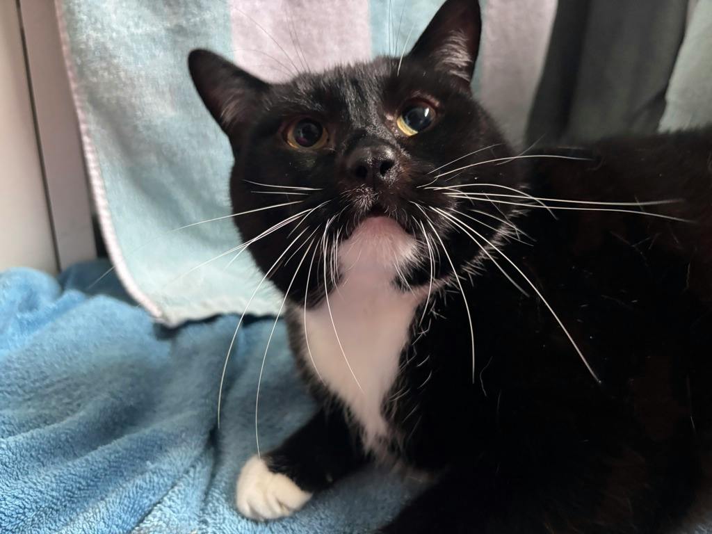 Goober, a 8 years and 1 month old Black Male Domestic Short Hair Cat