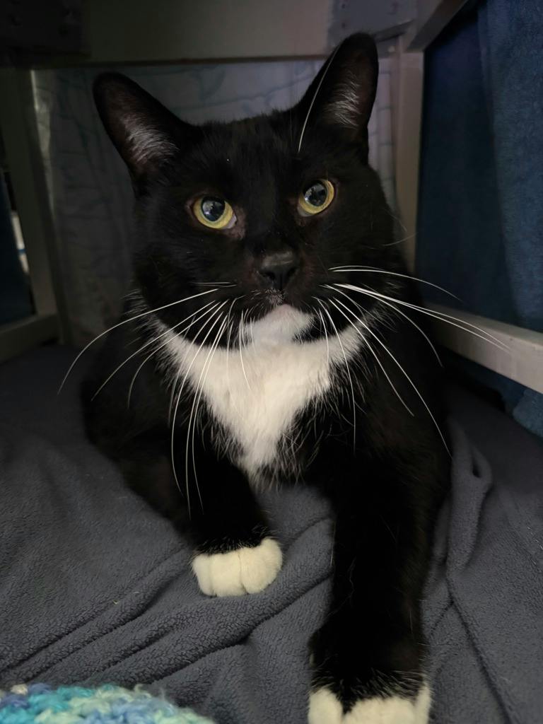 Goober, a 8 years and 1 month old Black Male Domestic Short Hair Cat