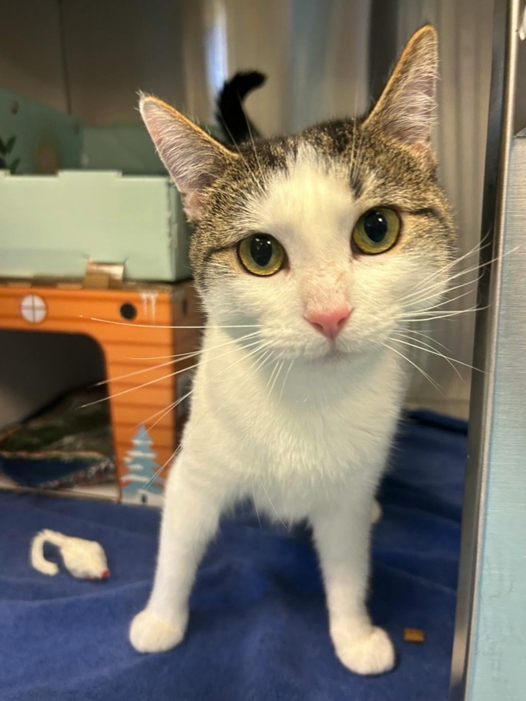 Tiddle (petvalu Brockville) Image