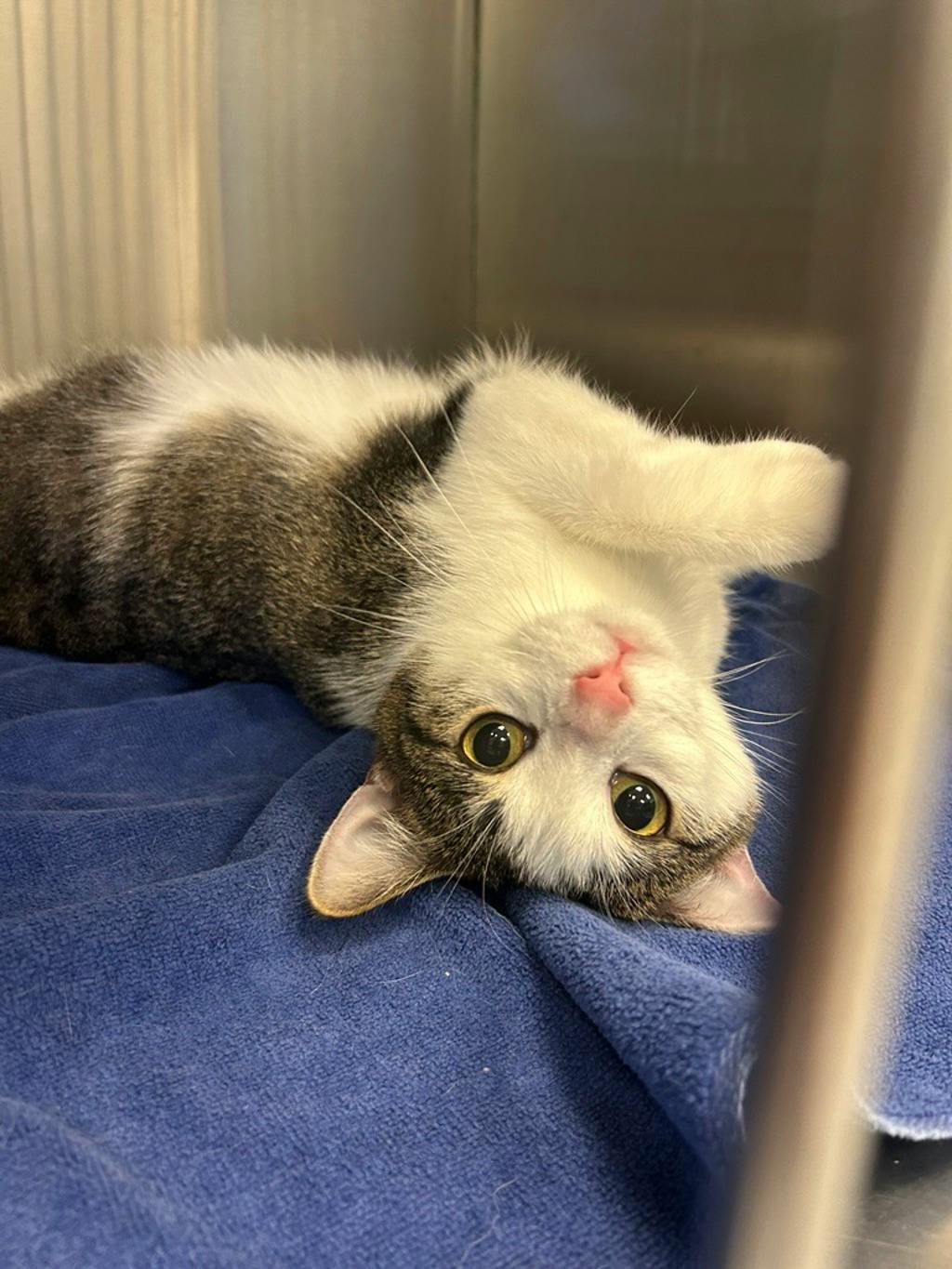 Tiddle (petvalu Brockville) Image