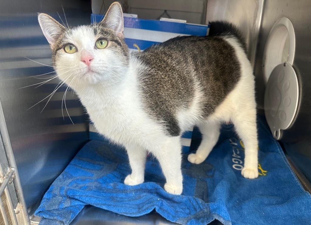 Tiddle (petvalu Brockville) Image