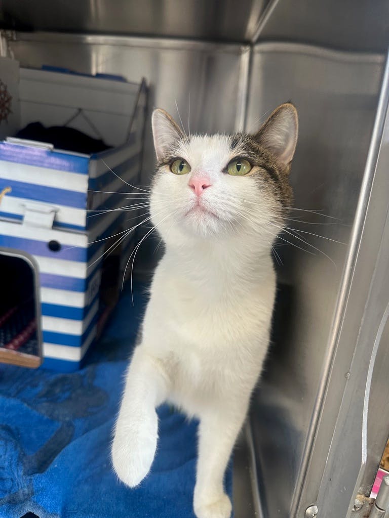 Tiddle (petvalu Brockville) Image