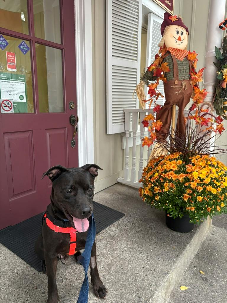 Norman (at Seneca King), a 4 years old Black Male American Bulldog Dog