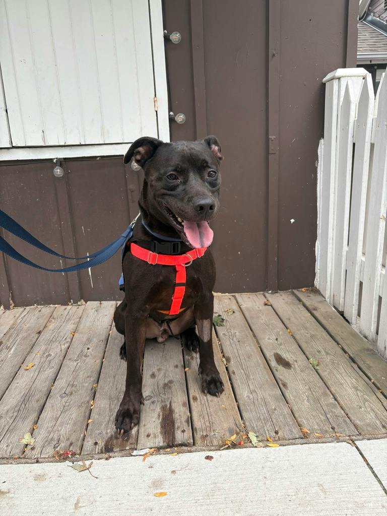Norman (at Seneca King), a 4 years old Black Male American Bulldog Dog