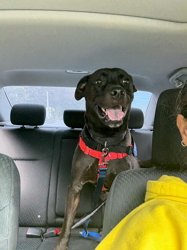 Norman (at Seneca King), a 4 years old Black Male American Bulldog Dog