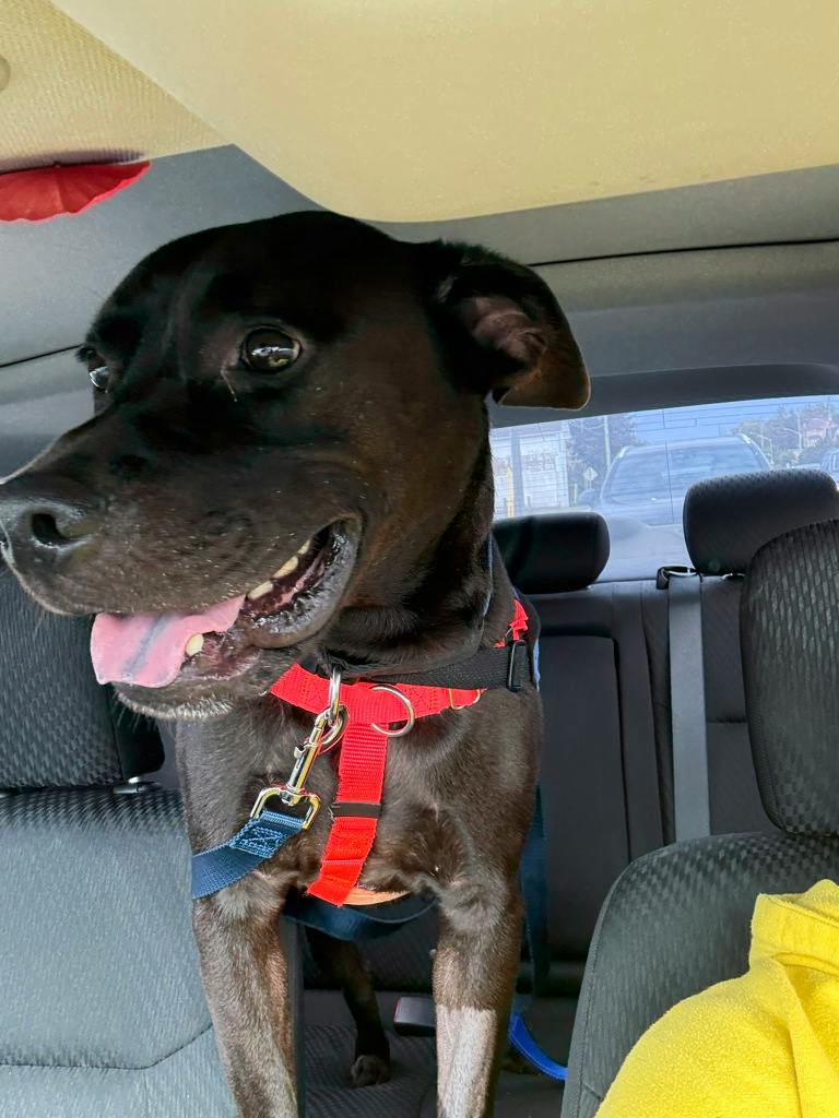 Norman (at Seneca King), a 4 years old Black Male American Bulldog Dog