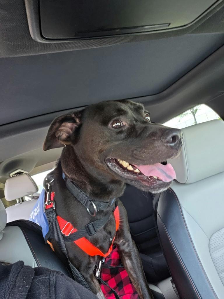 Norman (at Seneca King), a 4 years old Black Male American Bulldog Dog