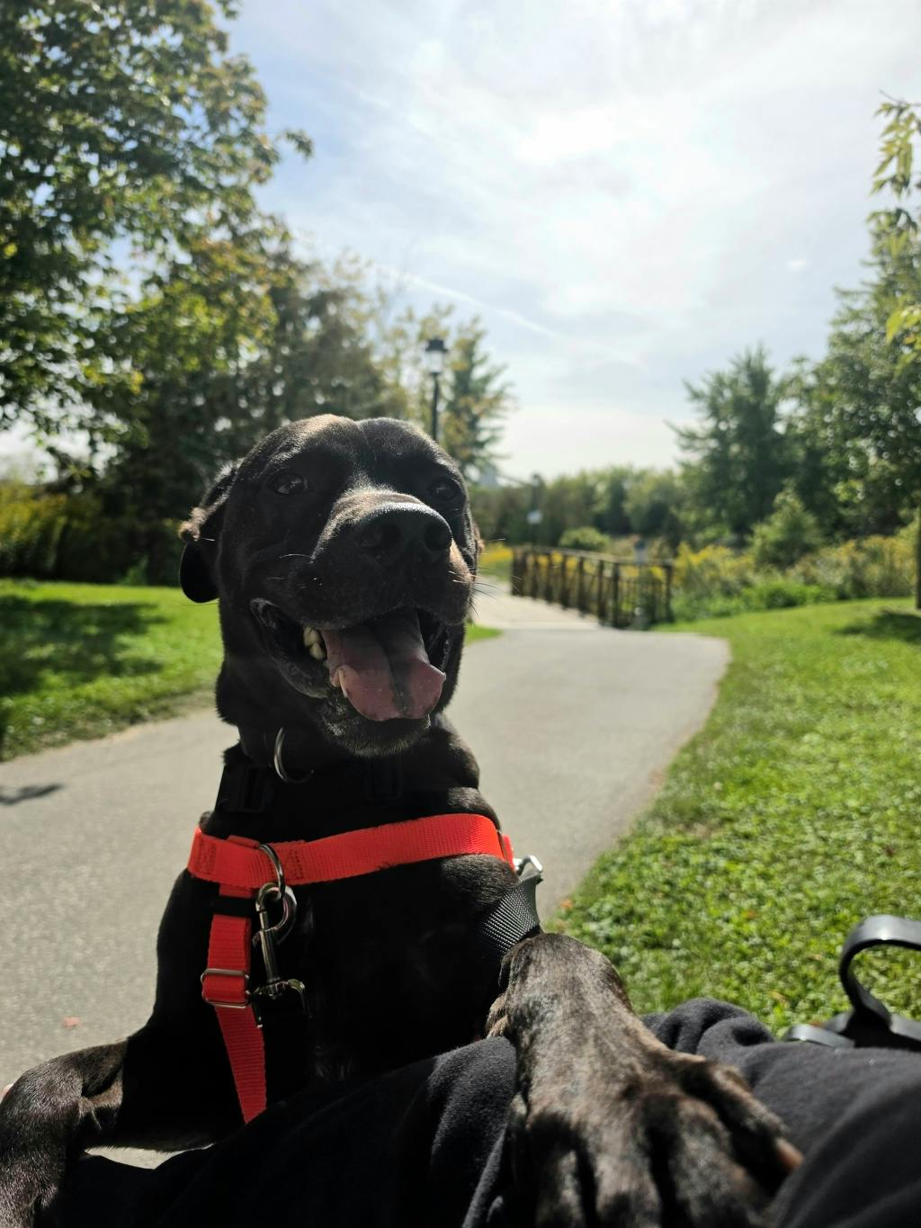 Norman (at Seneca King), a 4 years old Black Male American Bulldog Dog