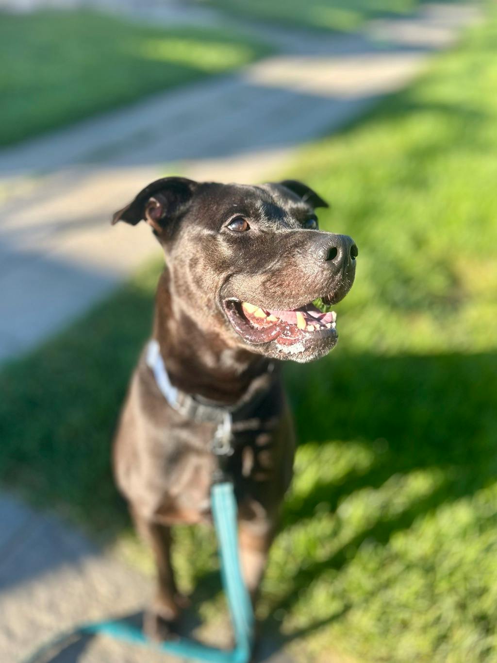 Norman (at Seneca King), a 4 years old Black Male American Bulldog Dog