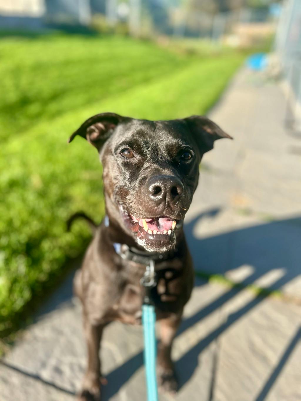 Norman (at Seneca King), a 4 years old Black Male American Bulldog Dog