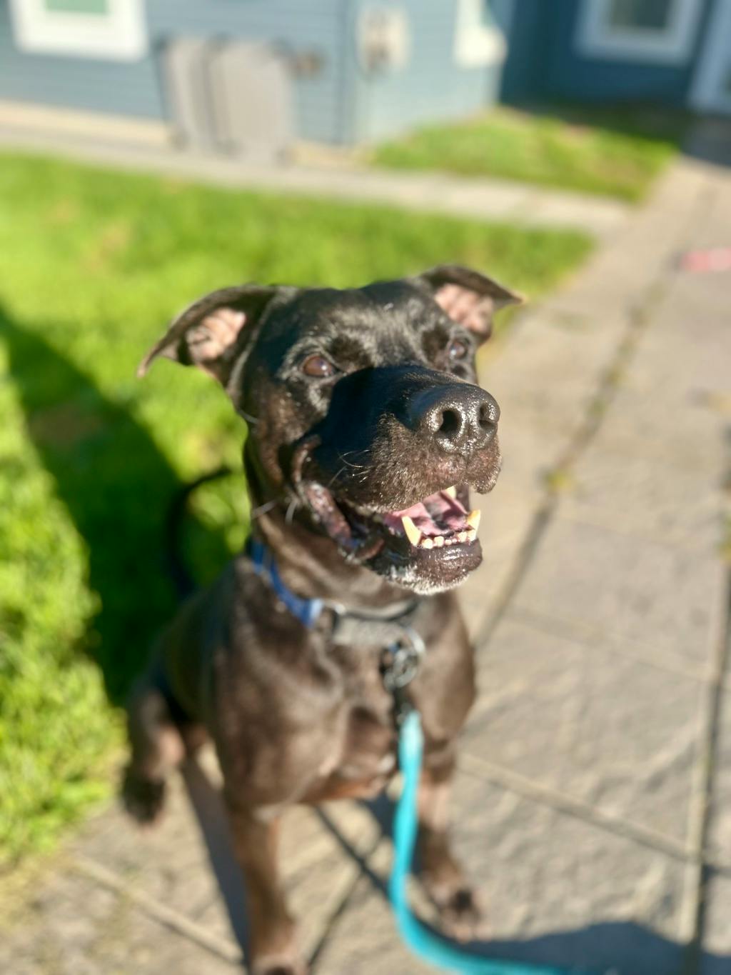 Norman (at Seneca King), a 4 years old Black Male American Bulldog Dog