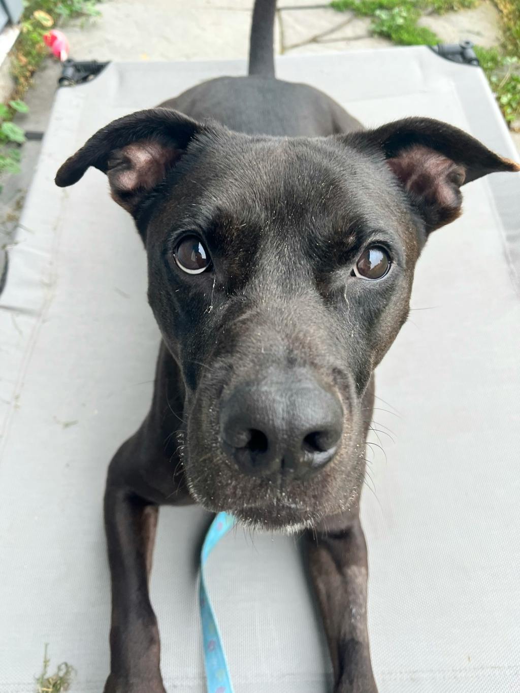 Norman (at Seneca King), a 4 years old Black Male American Bulldog Dog