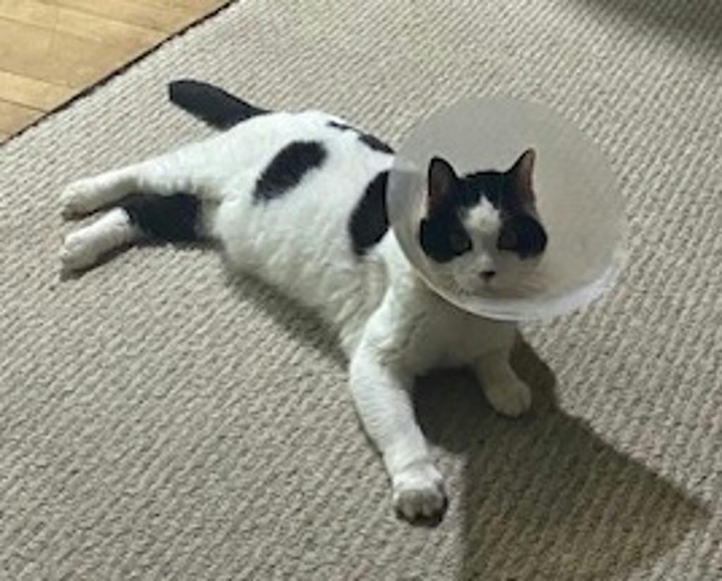 Aphrodite, a 3 years and 3 months old Black Female Domestic Short Hair Cat