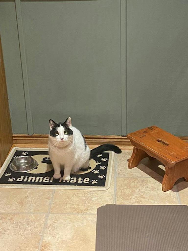 Aphrodite, a 3 years and 3 months old Black Female Domestic Short Hair Cat
