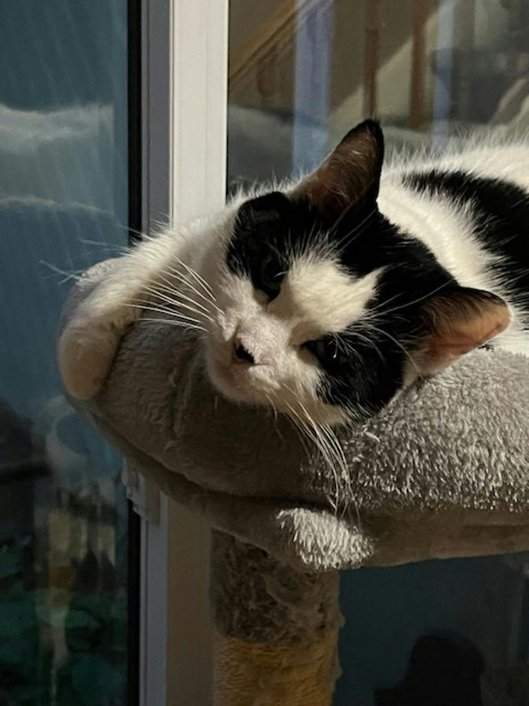 Aphrodite, a 3 years and 4 months old Black Female Domestic Short Hair Cat