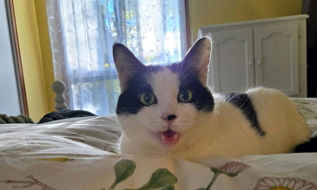 Aphrodite, a 3 years and 4 months old Black Female Domestic Short Hair Cat