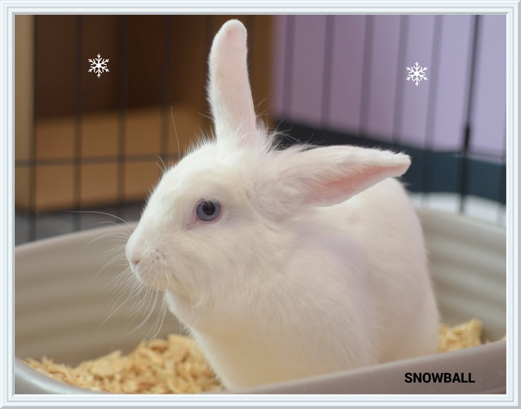 Snowball Image
